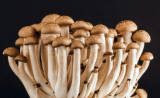 microbiama-thumbnail_it