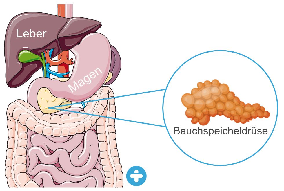 Bauchspeicheldrüse-im-Körper